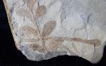 ? Nilssonia sp. BRONGNIART 1825 - Bild &copy; FossNet FossilienStore